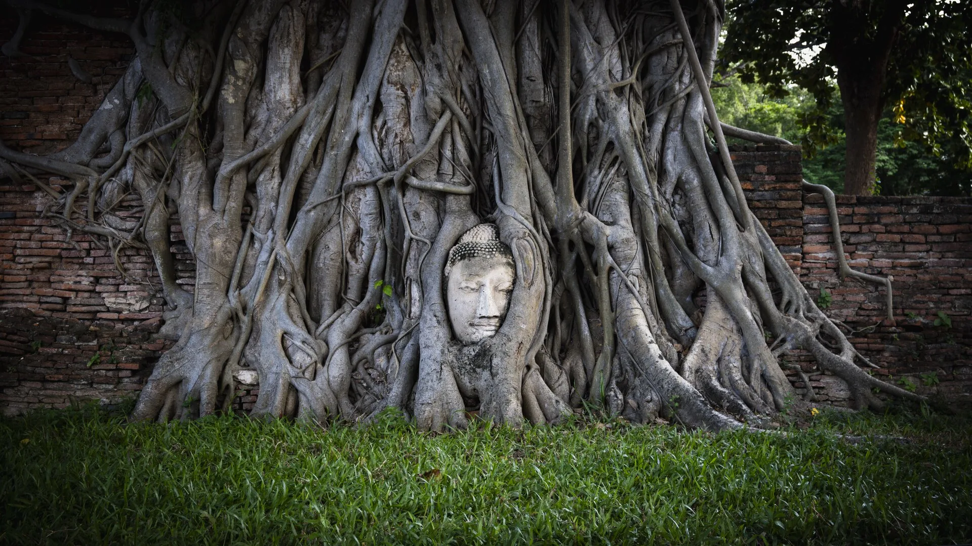 Wat Mahathat : le bouddha dans les racines